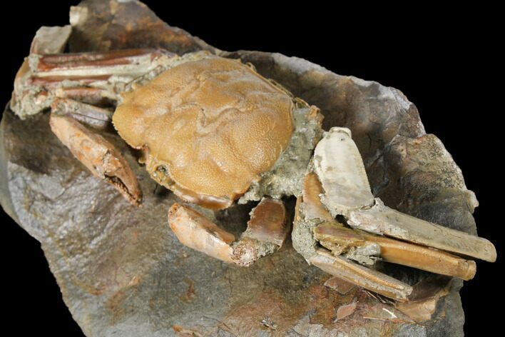 Fossil Crab (Macrophtalmus) Mounted On Rock - Madagascar #130632